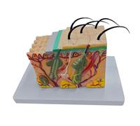 Skin Model 35/50/70/85X Enlarged Anatomical Skin Layer Structure Model for Science Learning Teaching Display