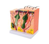 Skin Model 35/50/70/85X Skin Anatomical Model Human Structure Anatomy for Classroom Learning