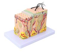 Skin Model,35X Enlarged Skin Dimensional Skin Teaching Aids Model for Skin Cosmetology