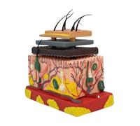 Skin Model Human Skin Anatomical Model with Hair Teaching Tool for Classroom Study Display Teaching Medicals Human Anatomical Magnified Tissue Structure Medicals