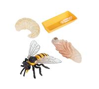 SKISUNO Bee Growth Cycle Model Educational Insect Display for Lightweight Plastic Biology Cognitive for Natural Science Learning and Curiosity Development