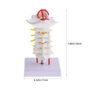 SKISUNO Cervical Spine Model with Carotid Simulation, Pvc Human Neck Vertebrae Medical Teaching Prop, Intervertebral Disc and Nerve Anatomy Model for Medical Training