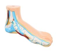 SKISUNO Medical Anatomical Foot Model Vinyl Human Foot Mold Realistic Detail Teaching Tool for Students Teachers Hospital Use