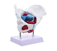 SKISUNO Medical Female Pelvic Floor Muscle Model PVC Unbreakable Detailed Anatomy Teaching Tool for Doctor Nurse Student Practice and Patient Education