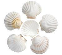SKOOLOVE 10 PCS Large Scallops Shell 10-13CM Natural White Seashells from Beach for Crafting Wedding Decor Beach Theme Party, Fish Tank and Vase Filler