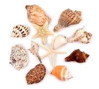 SKOOLOVE 12 PCS Large Sea Shells Nature Mixed Beach Seashells Starfish Conch Hermit Crab Shell for Beach Party Table Scatter Home Decor DIY Crafts Bathroom Fish Tank Decorations