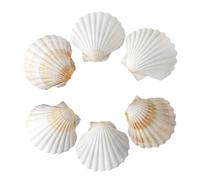 SKOOLOVE 6 PCS Large Scallops Shell 7.5-10CM Natural Seashells from Beach for Crafting Wedding Decor Beach Theme Party, Fish Tank and Vase Filler