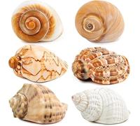 SKOOLOVE 6PCS Large Hermit Crab Shells, Natural Sea Conch large Size 7.5-9cm, Opening Size 3.8-6.5cm, Turbo Seashells for Hermit Crab Supplies and Beach Decoration Sea Shell