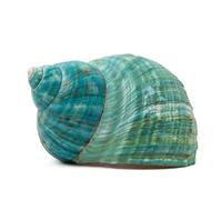 SKOOLOVE 9-11CM Extra Large Natural Sea Shells for Home Decor