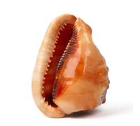 SKOOLOVE Large Natural Sea Shells 14-16CM Huge Ocean Conch Jumbo Seashells Perfect for Wedding Decor Beach Theme Party, Home Decorations,DIY Crafts, Fish Tank and Shell Collectors
