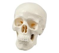 Skull Anatomy Model - ABS Human Skull Replica 3.74x2.95x2.56 Inch | 1:1 Medical Teaching Model For Students & Doctors | Classroom Study Tool For Education & Display