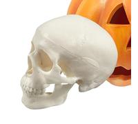 Skull Anatomy Model, Skeleton Head, 3.74x2.95x2.56 inches Realistic Small Size Display Tool, Educational Classroom Prop for Halloween Decor, Teaching, Medical Learning, Home Shelf