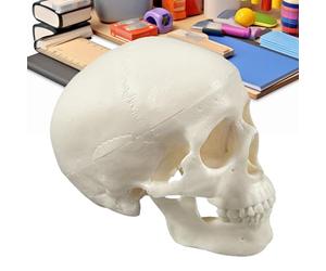 Skull Anatomy Model, Skeleton Head, Realistic Educational Prop, 3.74 x 2.95 x 2.56 Inches, Compact Study Display Piece, Ideal for Classroom Teaching, Learning, Halloween Decoration