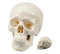 Skull Anatomy Model, Skeleton Head, Realistic Miniature Display for Education Classroom Teaching Study Decor, Small Medical Science Crafts Halloween Prop Tool Laboratory Use, 2.95x2.56 inch