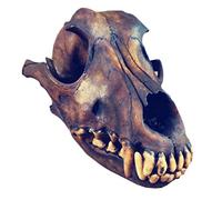 Skull Genuine Taxidermy Bones Skull Model for Bar Home Decoration Art Collection Veterinary Teaching Tool