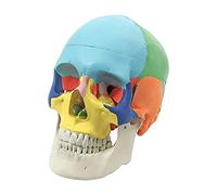 Skull Model Convenient Human Skull Model Medical Skull Human Anatomy Anatomy Color Human Skull Model