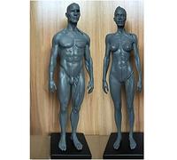 Skull Model,Female & Male Anatomy Figure - Human Muscle Skeleton - 11.8Inch Human Anatomy Skull Body Muscle - Reference for Artist,And Teaching
