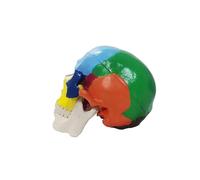 Skull Model, Human Colored Skull Included Full Set Teeth Removable Partitioned,1:1 Life Size 3-Part Anatomical Model with Colorful Chart for Medical Student Study Course