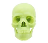 Skull Model - PVC, 15-part Life-Size Detachable Skull Heads, Anatomy Skeleton | Sturdy Design Educational Medical Model, Human Skuĺl Repļica For Students, Teachers, Science, Biology, Study Use