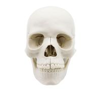 Skull Model - PVC, 15-part Life-Size Detachable Skull Heads, Anatomy Skeleton | Sturdy Design Educational Medical Model, Human Skuĺl Repļica For Students, Teachers, Science, Biology, Study Use