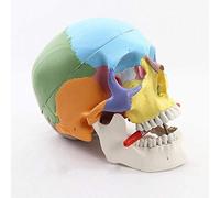 Skull, Model, simulated cranial Oral Maxillofacial Beauty Micro-Head, to teach Doctor, Animal Feeding, Classroom Research