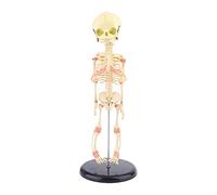skull Single Head Baby Skull Human Research Model Skeleton Anatomical Brain Anatomy Teaching Study Display