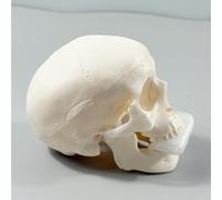 Skull Sketch Model | Human Skull Anatomy Teaching Model | Small Skulls Crafts Halloween Decor For Teaching Anatomy Learning Classroom Tool Education Display