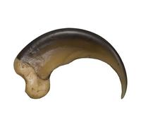 Skulls Unlimited American Black Bear Claw (Large - 9cm) (Museum Quality Replica)