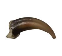 Skulls Unlimited Gray Wolf Claw (4cm) (Museum Quality Replica)