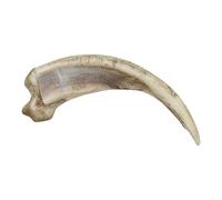 Skulls Unlimited Grizzly Bear Kodiak Claw, Curved (15cm) (Museum Quality Replica)
