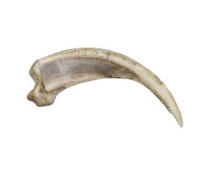 Skulls Unlimited Grizzly Bear Kodiak Claw, Curved (15cm) (Museum Quality Replica)