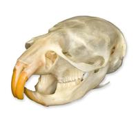 Skulls Unlimited International Real Vole Skull A Quality