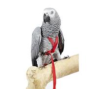 Sky Pet Products Avian Adventure Bird Harness Black - Petite