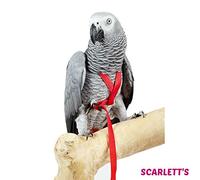 Sky Pet Products Avian Adventure Bird Harness Red