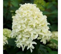 Skyfall Outdoor Shrub Plant Hydrangea Paniculata Flowering Garden Plants 2L Pot Plant Theory Green One Size