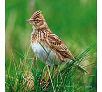 Skylark bird greeting card which plays sound when opened. A unique and fun gift idea. Blank on the inside for any occasion. Manilla envelope included.