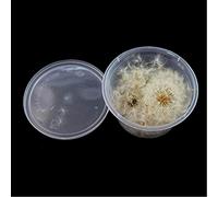 SKYVII 100Pc Natural Dandelion Seed Small Glass Ball Fillings Resin Wish Jewelry Making, White