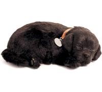 Sleeping and Breathing Black Labrador Retriever Puppy New soft Version