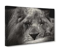 Sleeping Lion Canvas Print | Gallery Wrapped 30mm Frame Wall Art | 20x14 inches | Ready to Hang | Modern Animals Picture | Living Room Bedroom Lounge Office