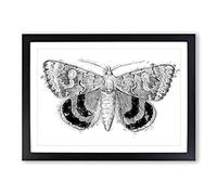 Sleepy Underwing Moth by S.F. Denton Framed Print | A2 Black Framed Wall Art | Ready to Hang | Modern Nature Picture | Living Room Bedroom Lounge Office