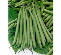 Slenderette Bush Bean Semi, NON OGM, organico 20 + Semi, grande degustazione e la salute