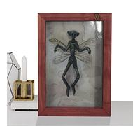 Sloane Mysterious Ghost Specimen Photo Frame,Bat Display Resin Halloween Decorations | Picture Frames Mummified Fairy Creepy Mummified Decorate Alien Extraterrestrial Wall Decor for Home