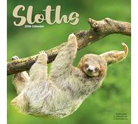 Sloths 2026 Calendar | Square Wall Calendar | Animal Gift | Plastic Free Packaging | by Avonside Publishing