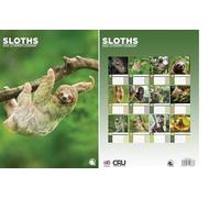 Sloths 2026 Wall Calendar, A3 Size, 12-Month of Great Photography