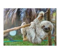 Sloths At San Jose Rescue Center, Costa Rica - Premium 1000 pieces Puzzle - MyPuzzle special collection from Puzzle Galaxy