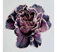 SLOW SHOW - STILL LIFE - CD ALBUM - 99 - F123z