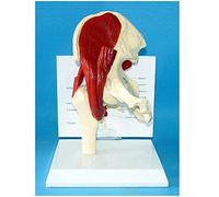SLRMKK Hip Joint Muscle Model - 1: 1 Lifes Size Human Hip Joint Model with Muscle - Human Hip Joint with Muscle Model Teaching Model - for Study Teaching