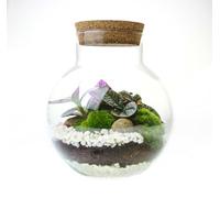 Small 4 Litre Globe Terrarium with 2 Living Plants, Cushion Moss and Tool Set - The Perfect Terrarium Gift