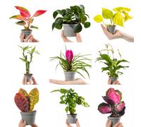 Collection Of Small Baby Evergreen Mixed Indoor House Plants Growers Choice