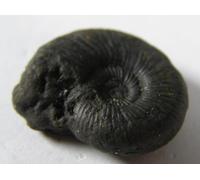 Small Black Ammonite Fossil - Madagascar - 2.1 x 1.6 cms 3.26 GMS #3